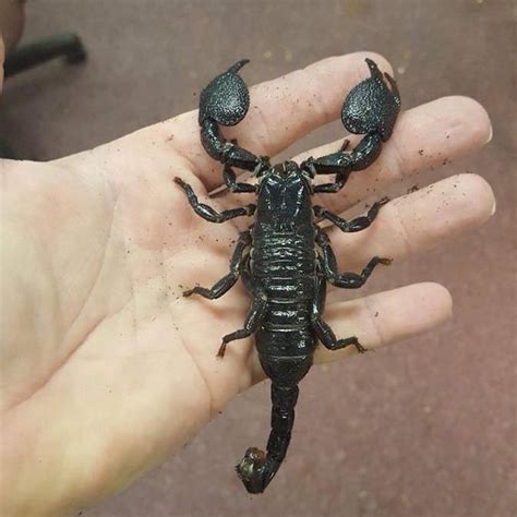 The sting of a scorpion may be painful or even deadly, depending on the species. Emperor Scorpion Adults - Redfootranch.com