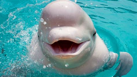 Beluga Whale Facts Beluga Whale Information Knowledge