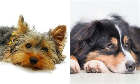 Mini Yorkshire Aussie Yorkie And Australian Shepherd Mix Info Pictures