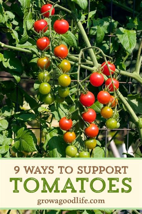 9 Creative Diy Tomato Trellis Ideas Cherry Tomato Plant Tomato Plant