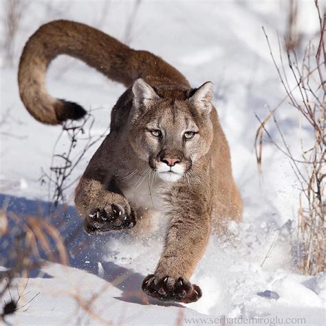 Mountain Lion Puma Photo By Serhatdemirogluphotography Animals