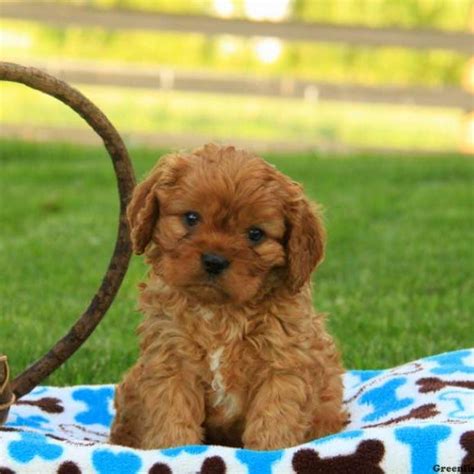 Photo is of our previous litter to indicated what puppies will look like. Cavapoo Puppies For Sale | Cavapoo Dog Breed Info ...