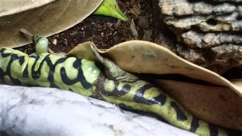 Barred Tiger Salamander Shedding Youtube