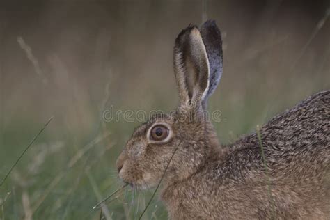 European Brown Hare Portraits At Sunrise Stock Photo Image Of Cattle