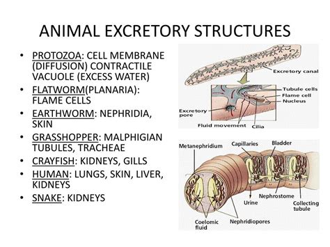 Ppt Chapter 38 Excretory System Powerpoint Presentation Free