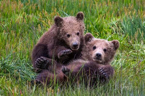 Grizzly Bear Cubs Playing Photo Alaska Usa Jess Lee Photography