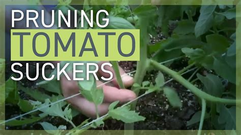Pruning Removing Tomato Suckers Youtube