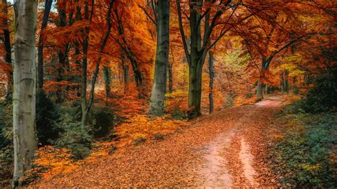 Download 1920x1080 Wallpaper Autumn Tree Fall Pathway Full Hd Hdtv Fhd 1080p 1920x1080
