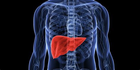 7 Signs You Suffer From Liver Stress Pharmeasy Blog