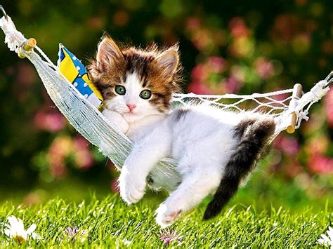 Best 10 Cute Cat Wallpapers In The World ~ Hd Wonderful Background