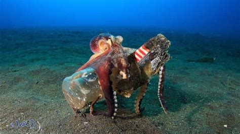 Octopuses Are Using Human Garbage As Shelter Camouflage And More