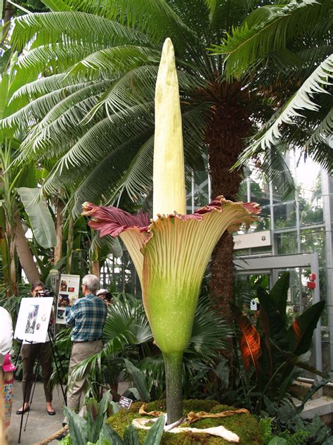 Corpse flower ( titan arum ) at gustavus adolphus college. Corpse Flower - Geeky Girl Engineer