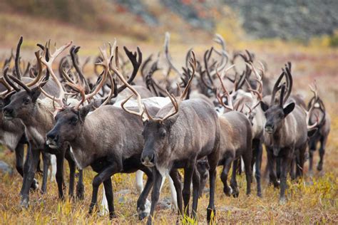 12 Surprising Facts About Reindeer