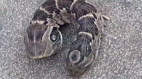 This Two Headed Three Eyed Creature Has Gone Viral