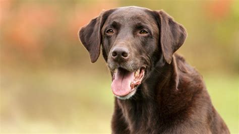 Labrador Retrievers Remain Americas Most Popular Dog Breed Kiro 7