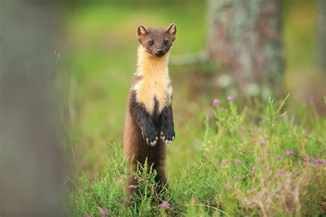 Pine Marten Guide How To Identify And Where To See In Britain
