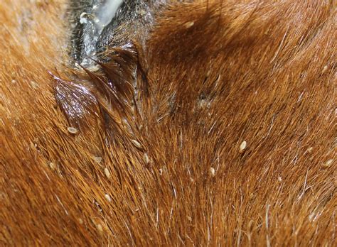 How To Identify Horse Wounds And Skin Conditions Fauna Care