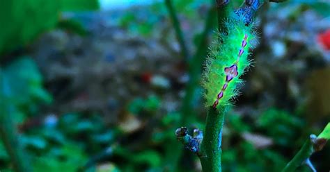 Natures Presents The Green Flat Caterpillar