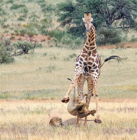 Lions Take Down Big Giraffe Against All Odds In Epic Fight