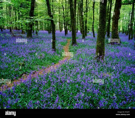 Bluebell Wood Near Boyle Co Roscommon Ireland Stock Photo Alamy