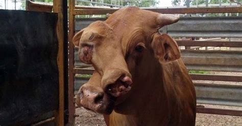 This is a new position for even pull farm. Freaky Farm Animal Will Have You Seeing Double! | Cow ...