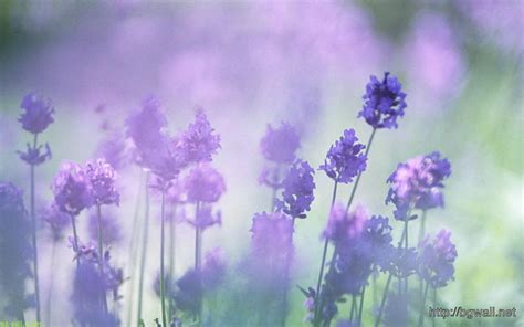 Beautiful Purple Lavender Desktop Wallpaper Background