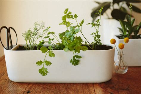 What To Plant Easiest Herbs To Grow Indoors Pass The Pistil