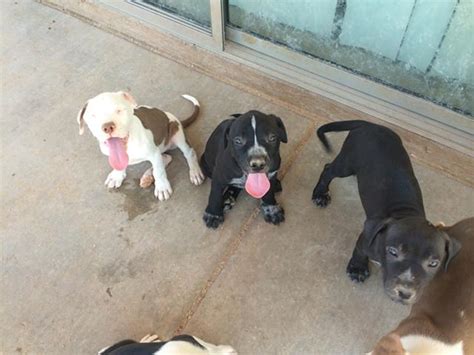 Owning one of these dogs is a lot of puppies!! Mastiff/Pitbull Puppies for Sale in Tucson, Arizona Classified | AmericanListed.com