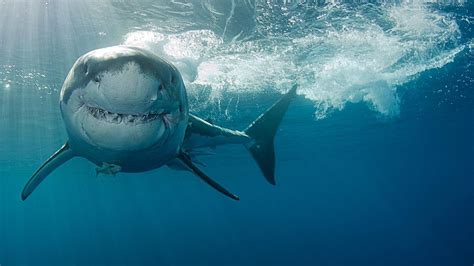 ¿cuál Es El Tiburón Más Peligroso Del Mundo Y Dónde Vive