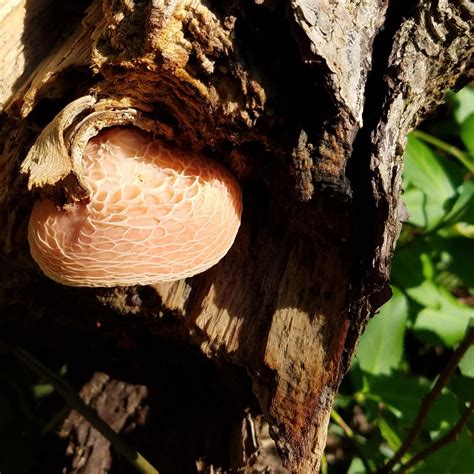 Rhodotus palmatus? #mushrooms #fungi #nature #photography | Stuffed ...