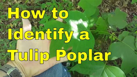 How To Identify A Tulip Poplar Tree Youtube