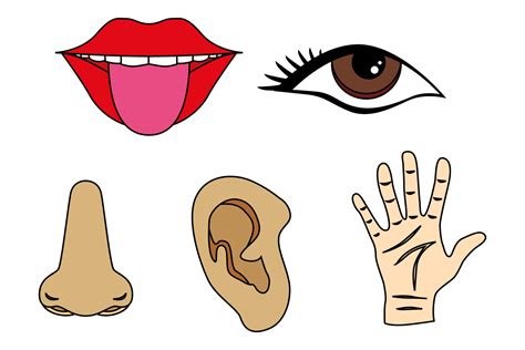 Five Senses Clipart Tongue Mouth Nos Design Bundles