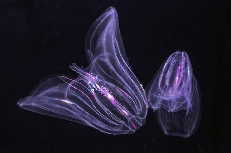 Deeper Dive Into The World Of Ncs Sea Jellies Coastal Review