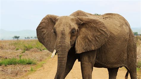 Africa Elephant Standing On Sand Road Hd African Wallpapers Hd