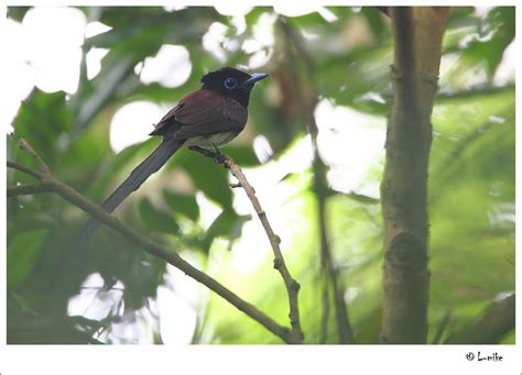 紫壽帶鳥 長尾版 Japanese Paradise Flycatcher Long Tail Version