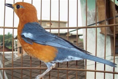 Scopri ricette, idee per la casa, consigli di stile e altre idee da provare. CIRI-CIRI BAKALAN ANIS MERAH BERKUALITAS BAGUS | KICAUKAN ...