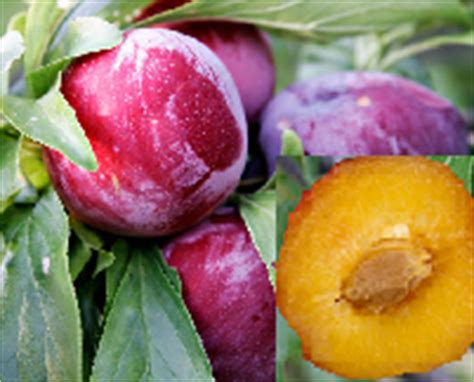 Apriums are more apricot than plum and tend to have slightly fuzzy skins. Prune vs Plum | Difference Between Plum and Prune