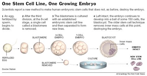 Blastomeres Blastocytes
