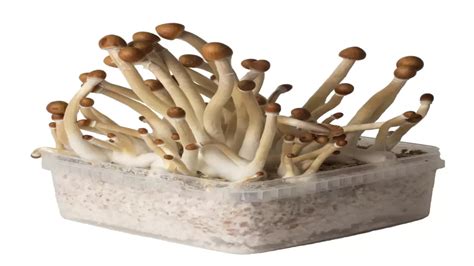 Buy Magic Mushroom Grow Kits And Mushroom Grow Kit Accessory