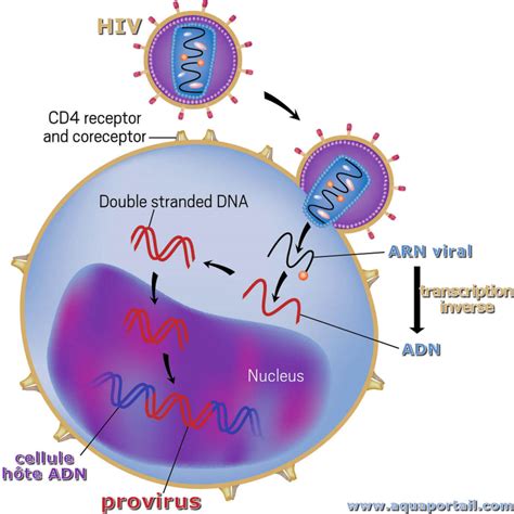 Provirus Définition Et Explications