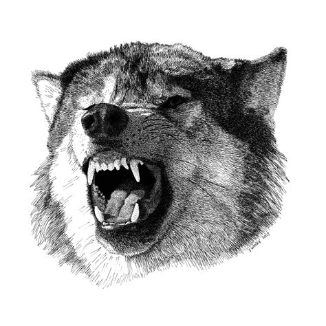 Angry Wolf Sketch