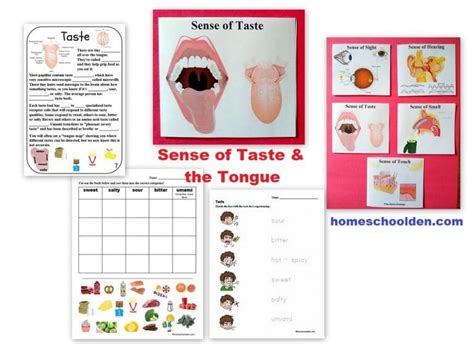 5 Senses Taste And Cute Tongue Craft Homeschool Den