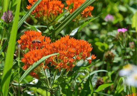 Butterfly Weed Watching For Wildflowerswatching For Wildflowers