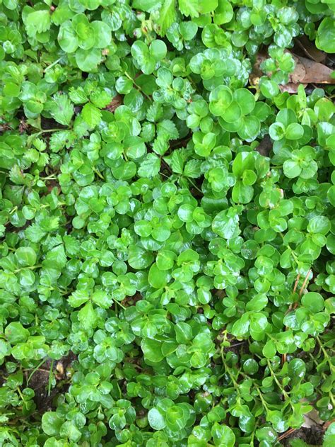 Creeping Jenny Ground Cover Hanging Basket Perennial 20 Etsy