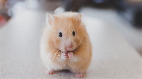 What Is Tiktok Hamster Cult Profile Picture With Hamsters