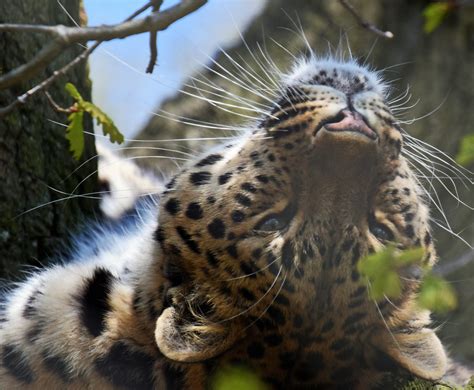 Amur Leopard Heather Smithers Flickr