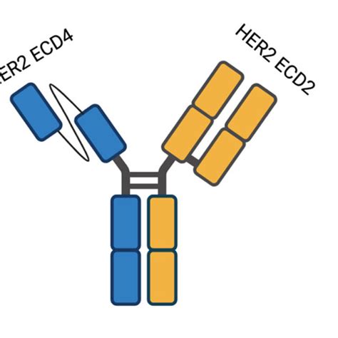 Schematic Figure Representing Trastuzumab Deruxtecan T Dxd T Dxd Is Download Scientific