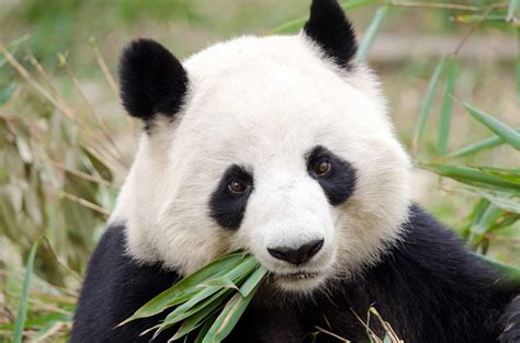 Chengdu Travel Costs And Prices The Chengdu Panda Research