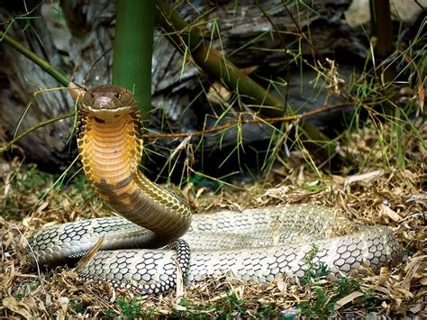 9 Of The Worlds Deadliest Snakes