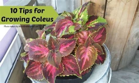 Although coleus do bloom, the inflorescence while coleus root easily from stem cuttings at any season, some cultivars can also be grown from seeds. 10 Tips for Growing Coleus